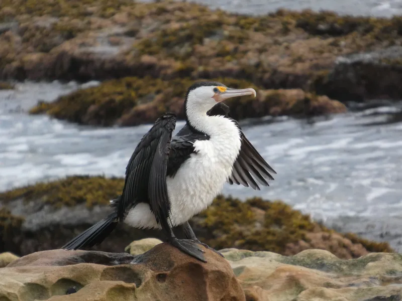 A bird with wings raised on a rock by the water
