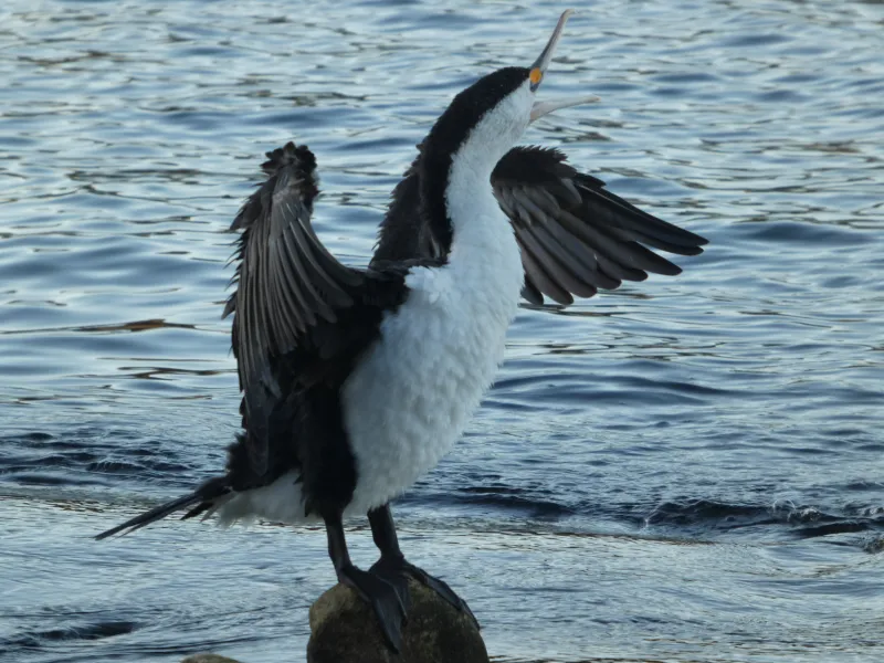 A cormorant spreading its wings beside blue water