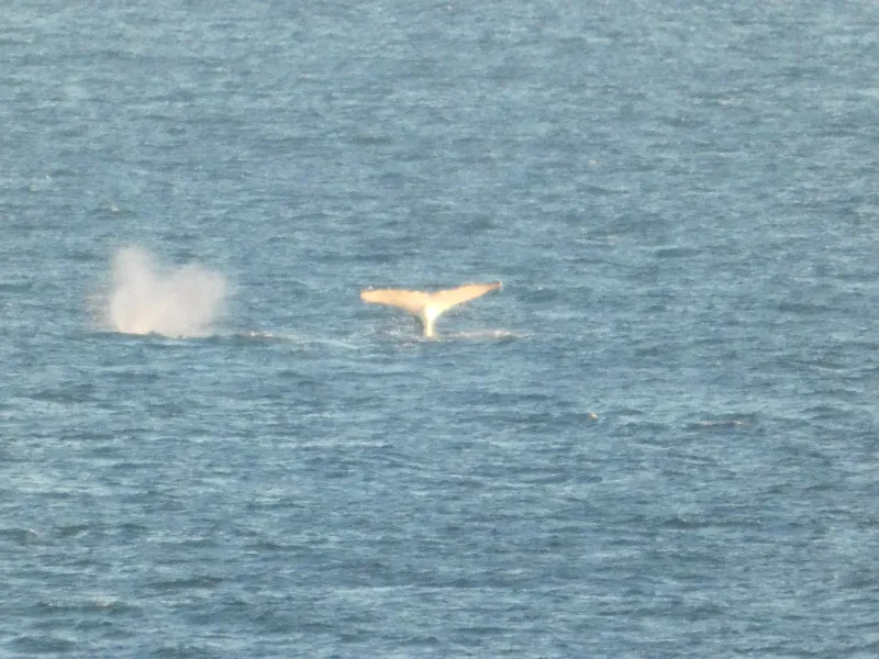 A whale tail raised above the sea
