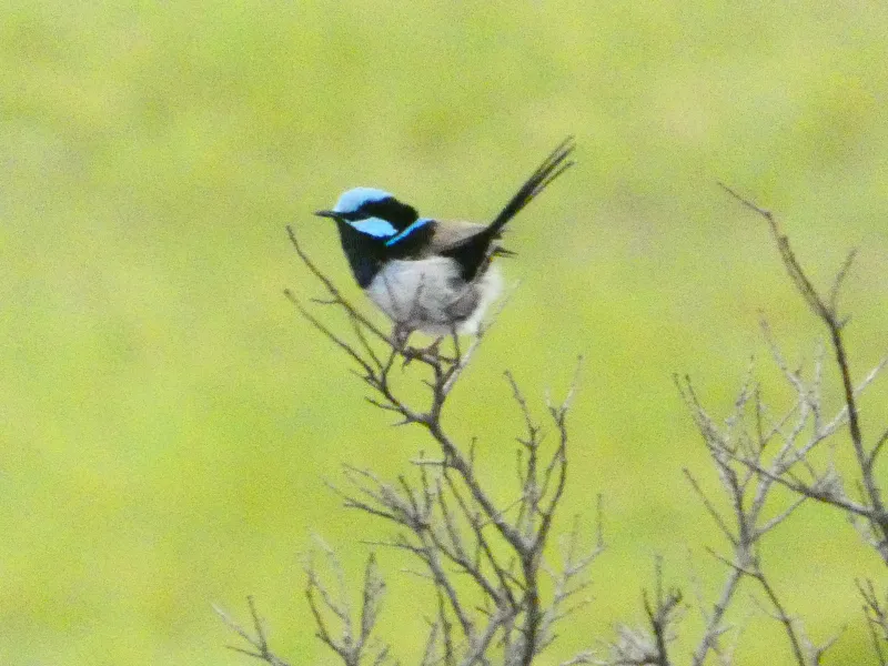A small blue-marked bird perched on a branch
