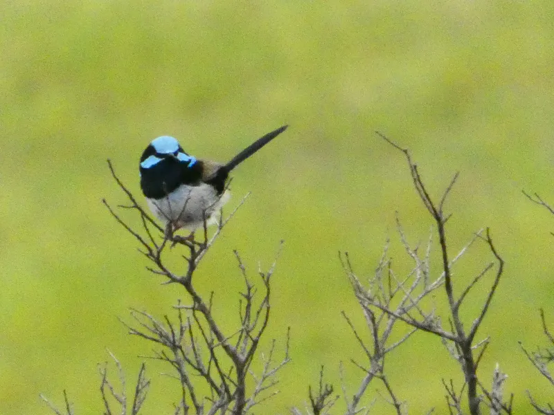 A small bird with blue markings perched on a thin branch against a green background