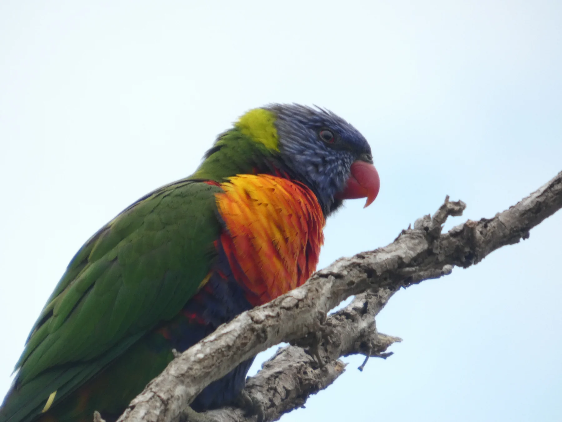 A colourful bird resting on a branch against green foliage