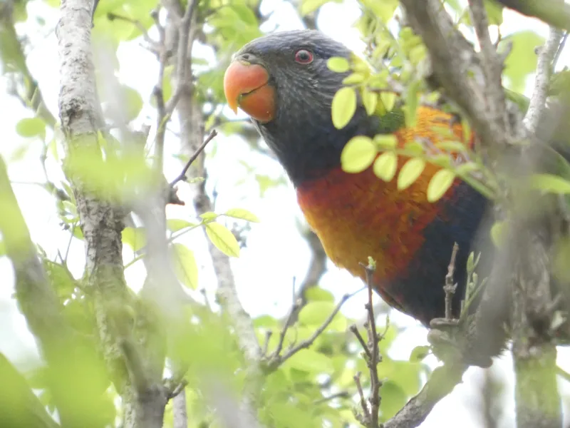 A close portrait of a rainbow lorikeet among green leaves