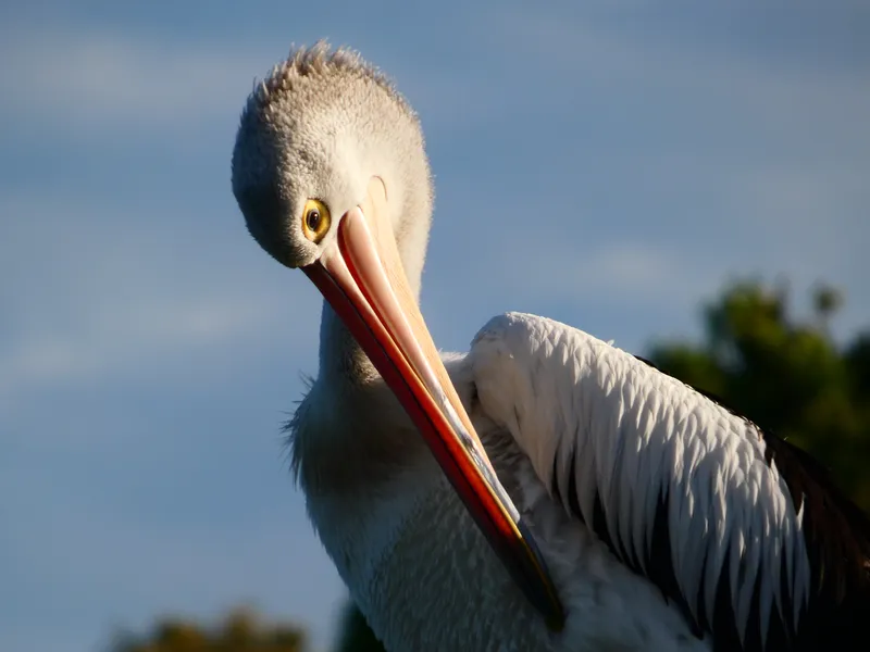A close portrait of a pelican with its head tilted