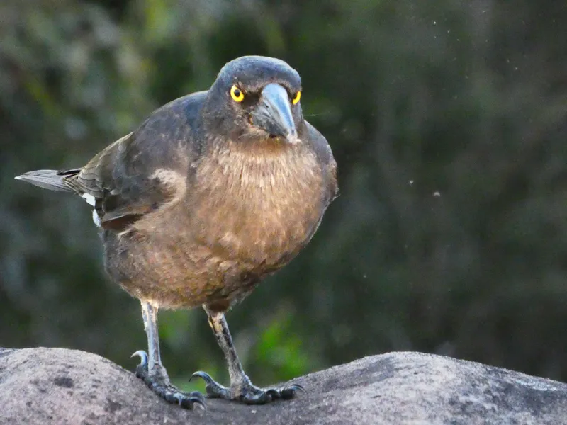 A bird with bright yellow eyes looking towards the camera